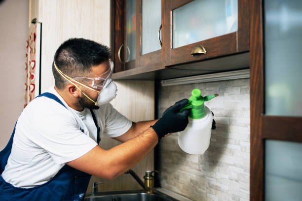 Best Local Pest Control Services  in Addison, TX