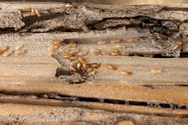 Best Mosquito Control Services  in Addison, TX