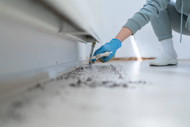 Best Affordable Pest Control Services  in Addison, TX